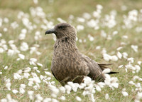 Great Skua Stercorarius skua