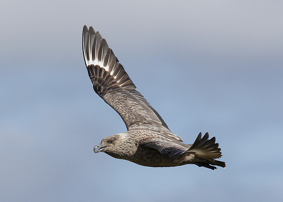Great Skua Stercorarius skua