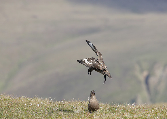 Great Skua Stercorarius skua