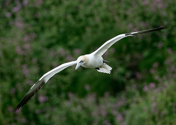 Gannet Morus bassanus