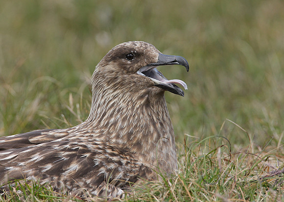 Great Skua Stercorarius skua