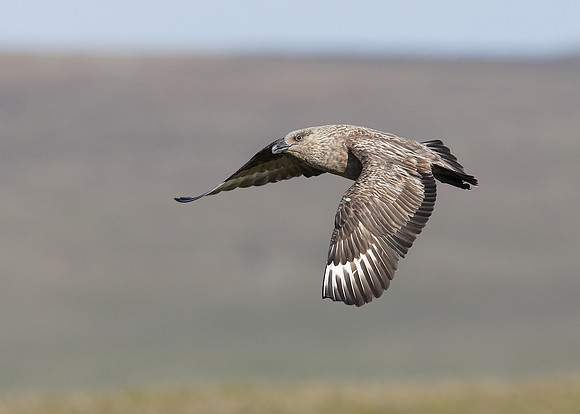 Great Skua Stercorarius skua
