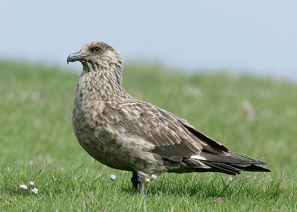 Great Skua Stercorarius skua