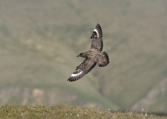 Great Skua Stercorarius skua