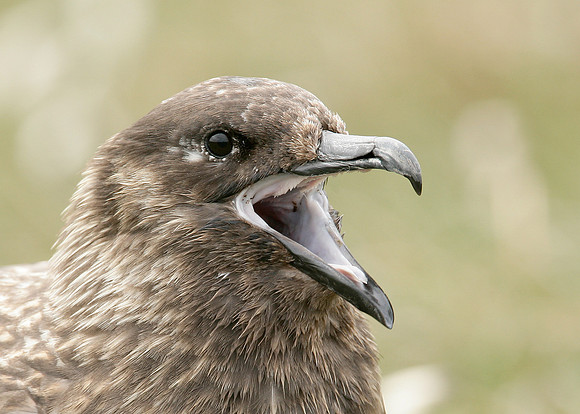Great Skua Stercorarius skua