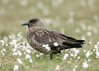 Great Skua Stercorarius skua