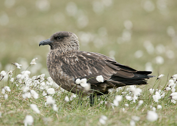 Great Skua Stercorarius skua