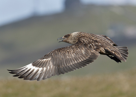 Great Skua Stercorarius skua
