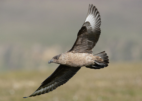 Great Skua Stercorarius skua