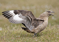 Great Skua Stercorarius skua