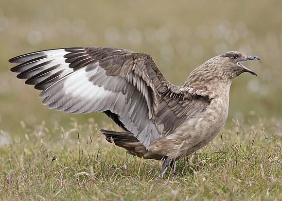 Great Skua Stercorarius skua