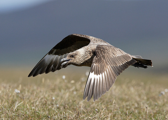 Great Skua Stercorarius skua