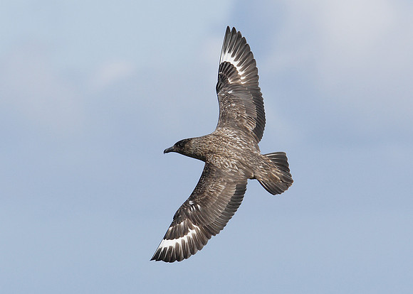 Great Skua Stercorarius skua