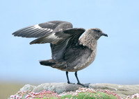 Great Skua Stercorarius skua