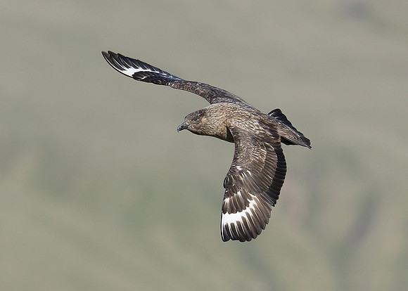 Great Skua Stercorarius skua