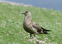 Great Skua Stercorarius skua