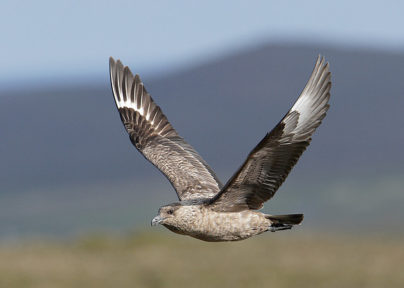 Great Skua Stercorarius skua