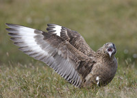 Great Skua Stercorarius skua