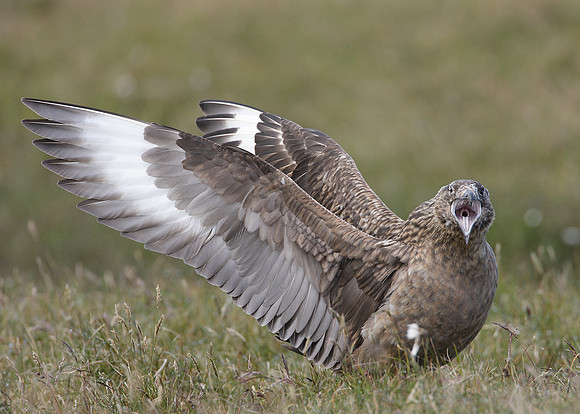 Great Skua Stercorarius skua
