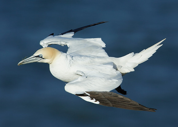 Gannet Morus bassanus