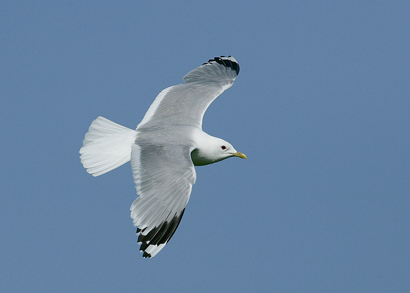 Common Gull Larus canus