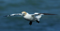 Gannet Morus bassanus