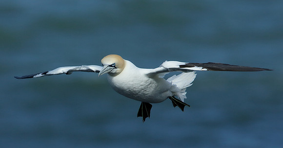 Gannet Morus bassanus