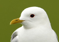Common Gull Larus canus