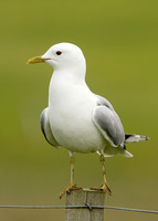 Common Gull Larus canus
