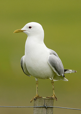 Common Gull Larus canus