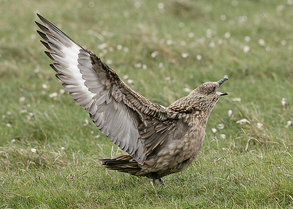 Great Skua Stercorarius skua