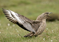 Great Skua Stercorarius skua