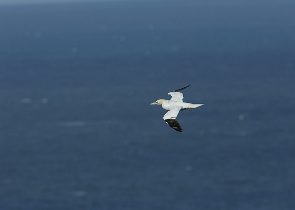 Gannet Morus bassanus