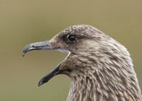 Great Skua Stercorarius skua