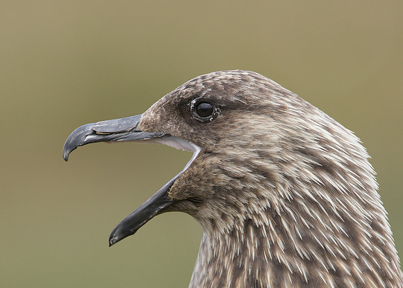 Great Skua Stercorarius skua