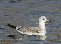 Common Gull Larus canus