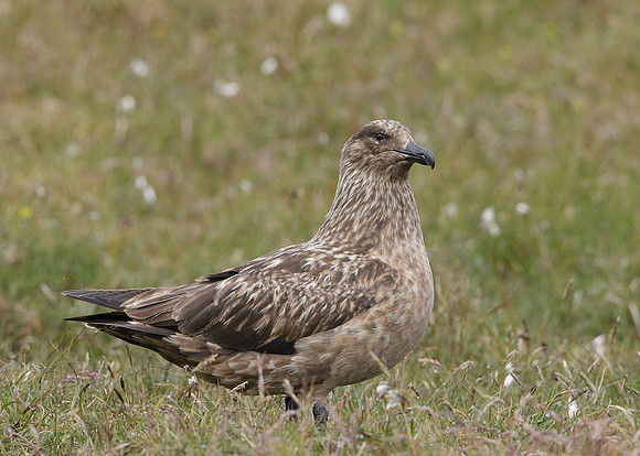 Great Skua Stercorarius skua