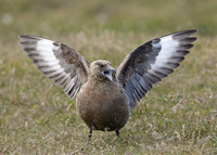 Great Skua Stercorarius skua