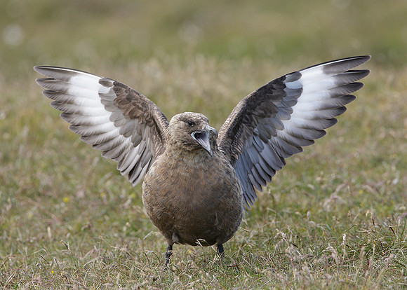Great Skua Stercorarius skua