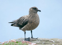 Great Skua Stercorarius skua