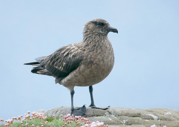 Great Skua Stercorarius skua