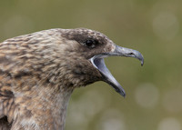 Great Skua Stercorarius skua