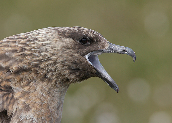 Great Skua Stercorarius skua