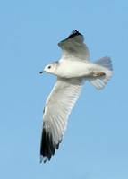 Common Gull Larus canus