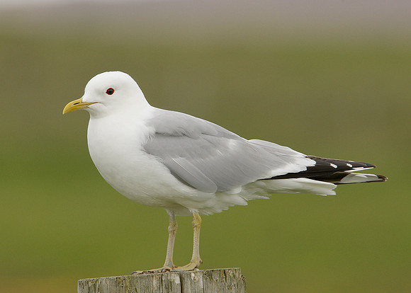 Common Gull Larus canus