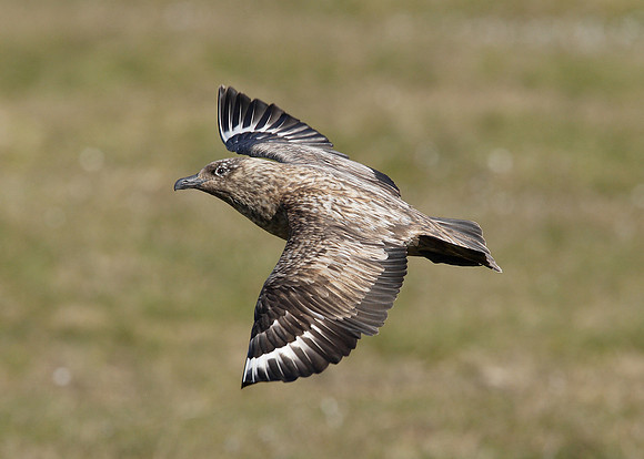 Great Skua Stercorarius skua