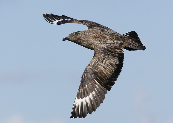 Great Skua Stercorarius skua