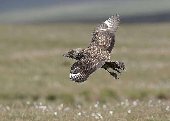 Great Skua Stercorarius skua