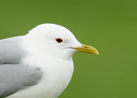 Common Gull Larus canus