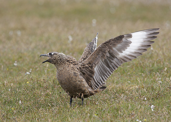 Great Skua Stercorarius skua